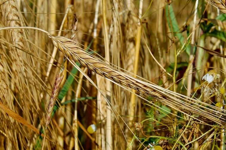 A field of wheat.