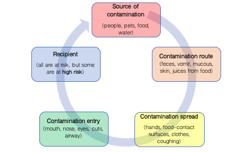 illustration of the chain of infection