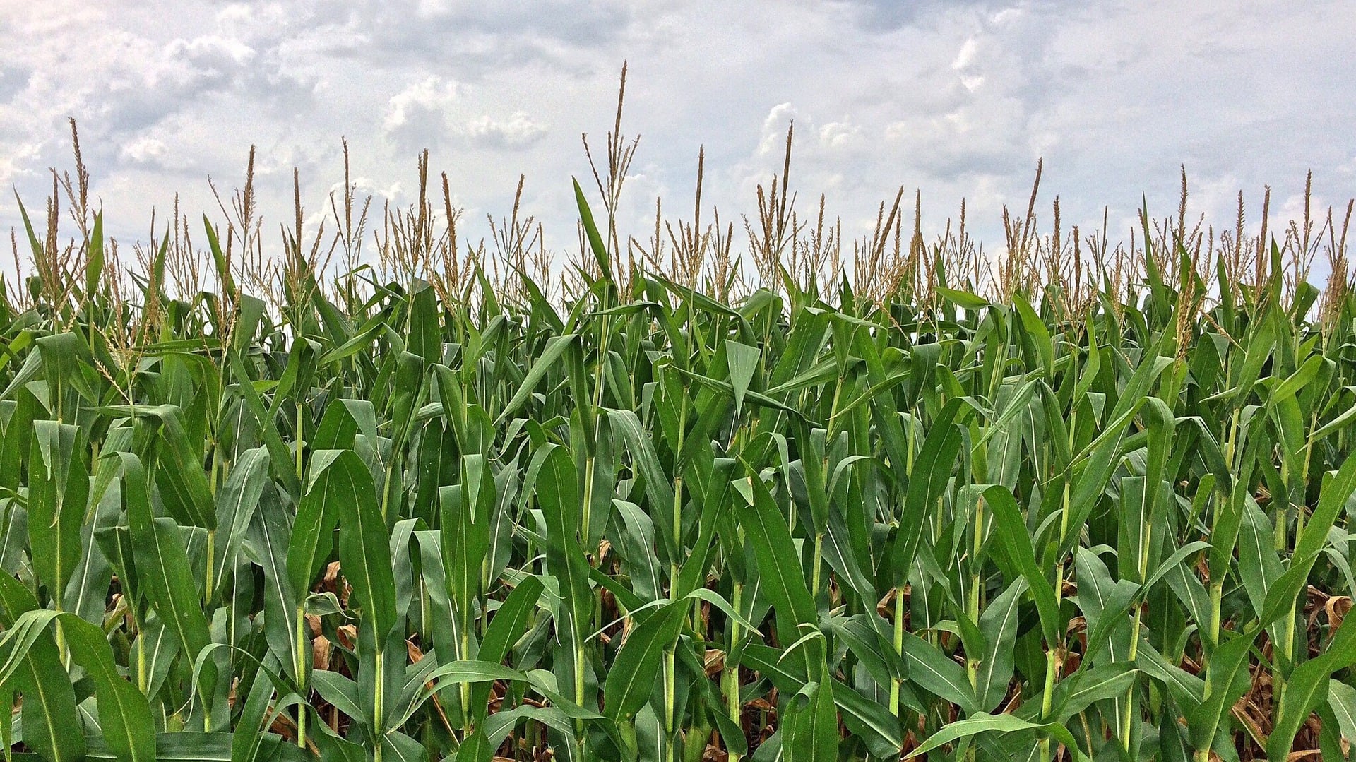 A close up of a field of corn.